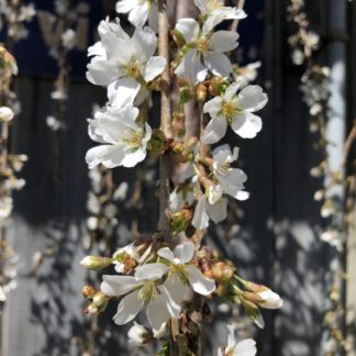 White flowers on hanging branches