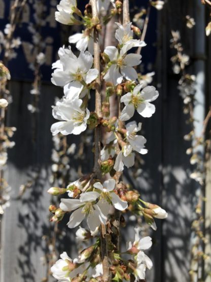 White flowers on hanging branches