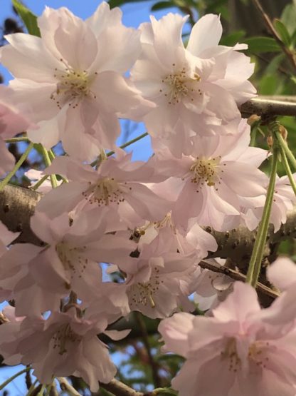 Blush-pink flowers clustered together on branches