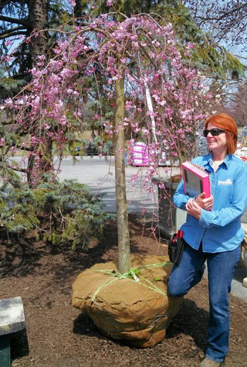 Woman in blue shirt next to pink flowering tree with weeping branches