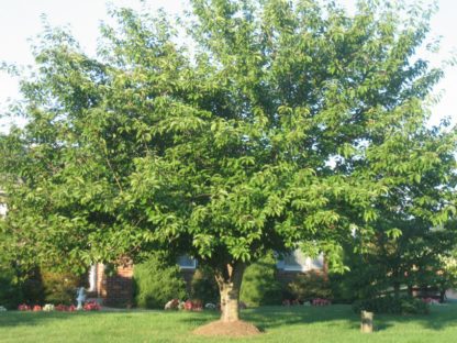 Mature, broad tree planted in lawn