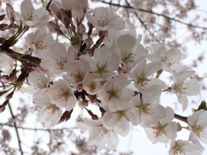 Close-up of white blossoms with pink buds on tree branches