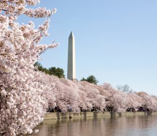 White-pink flowers blooming on mature trees in row along water with Washington Monument in background