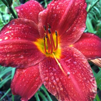 Large, cupped, red flowers with yellow-white centers