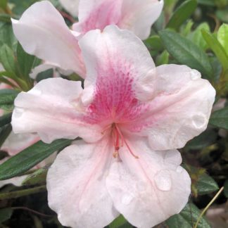 Close-up of pink flowers with darker pink centers surrounded by small green leaves