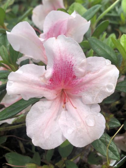 Close-up of pink flowers with darker pink centers surrounded by small green leaves