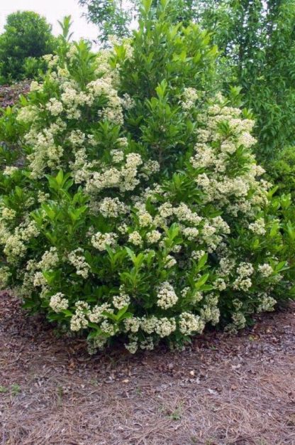 Large shrub with green leaves and clusters of creamy white flowers planted in brown mulch