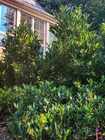 Large shrubs with long green leaves planted outside of a house