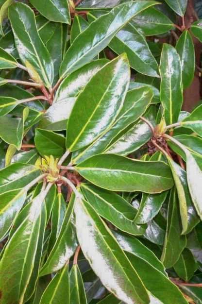 Close-up of long, green, shiny leaves on a viburnum shrub