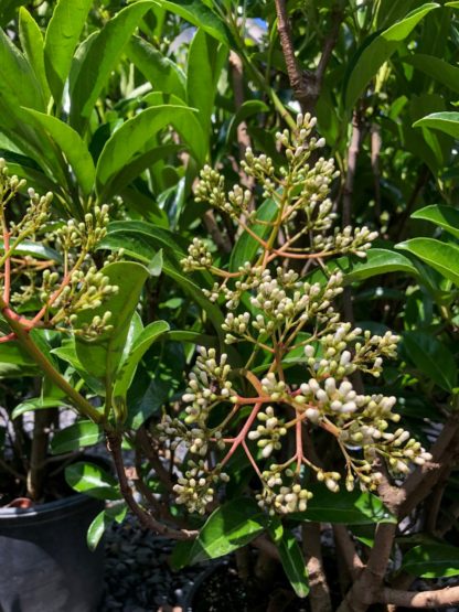 Close-up of white flower bud clusters on a shrub with long green leaves