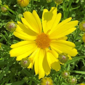 Yellow flower with golden yellow center