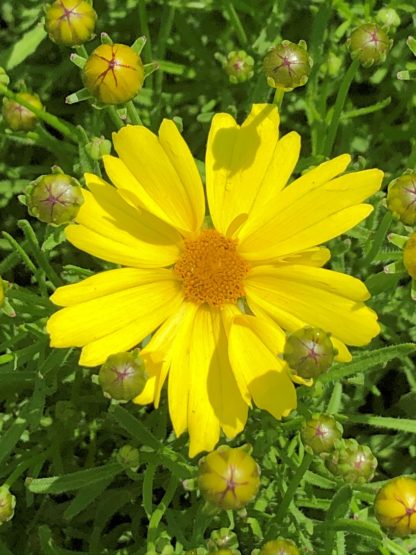 Yellow flower with golden yellow center