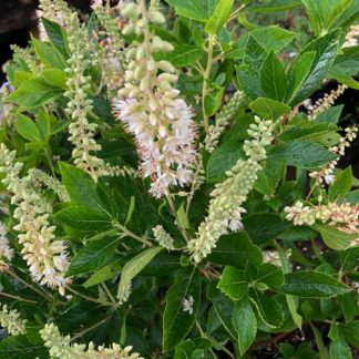 Close-up of white bottle-brush flowers and green leaves