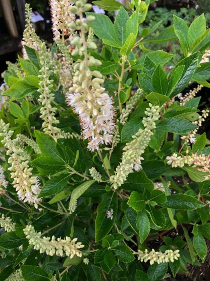 Close-up of white bottle-brush flowers and green leaves