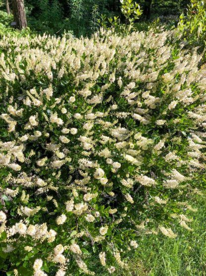 Mature shrub covered with pink bottle-brush flowers