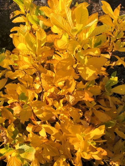 Shrub in garden with bright yellow leaves