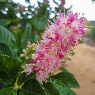 Close-up of pink bottle-brush flower and green leaves