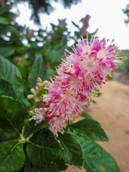 Close-up of pink bottle-brush flower and green leaves