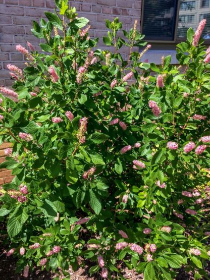 Small shrub covered with pink bottle-brush flowers