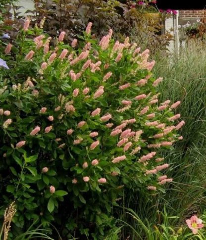 Mature shrub covered with pink bottle-brush flowers