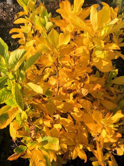 Shrub in garden with bright yellow leaves