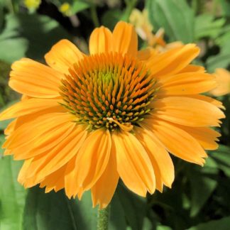 Close-up of yellow coneflower with yellow center