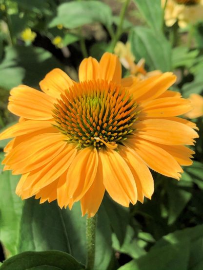 Close-up of yellow coneflower with yellow center