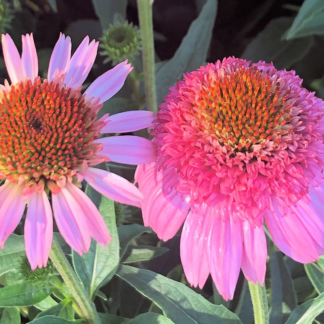 Close-up of pink coneflowers with pink centers