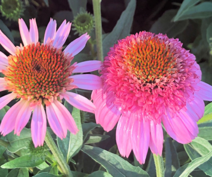 Close-up of pink coneflowers with pink centers