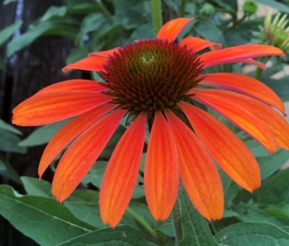 Close-up of reddish-orange coneflower with brown center