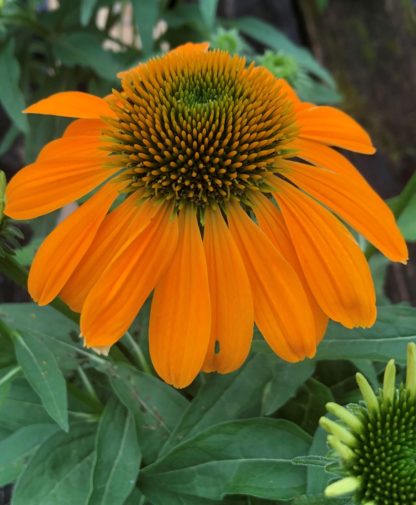 Close-up of orange coneflower with orange center