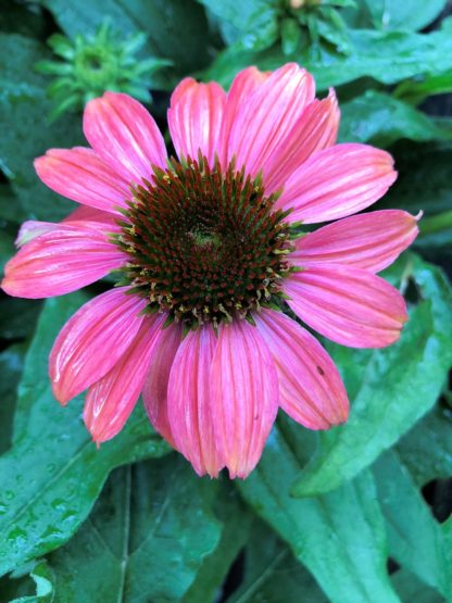 Close-up of pink coneflower with brown center