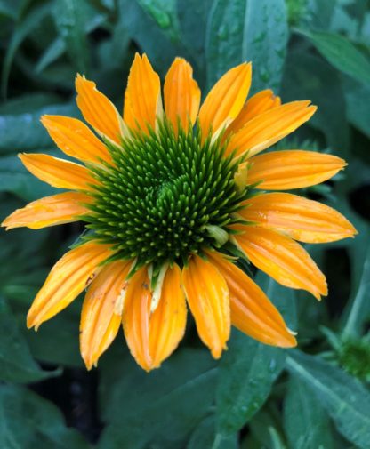 Close-up of yellow-orange coneflower with green center