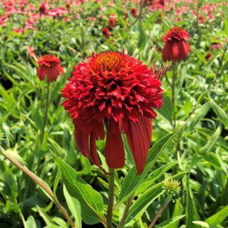 Close-up of red coneflower with golden center in a field of other red flowers