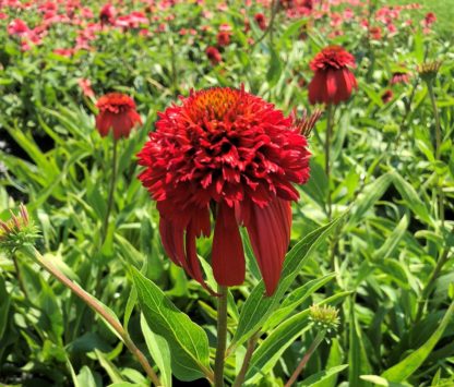 Close-up of red coneflower with golden center in a field of other red flowers