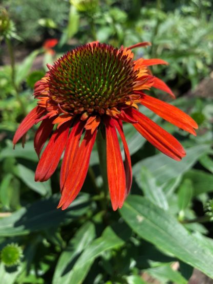 Close-up of orange coneflowers with golden center