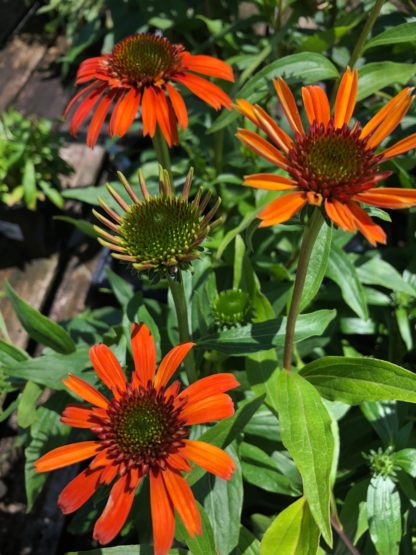 Close-up of orange coneflowers with golden centers