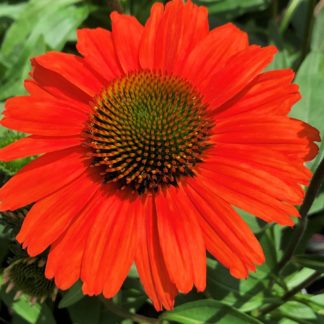 Close-up of dark orange coneflower with golden center