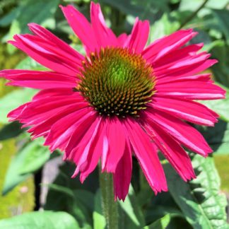 Close-up of pink coneflower with golden center