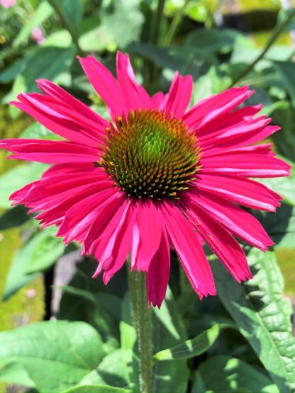 Close-up of pink coneflower with golden center