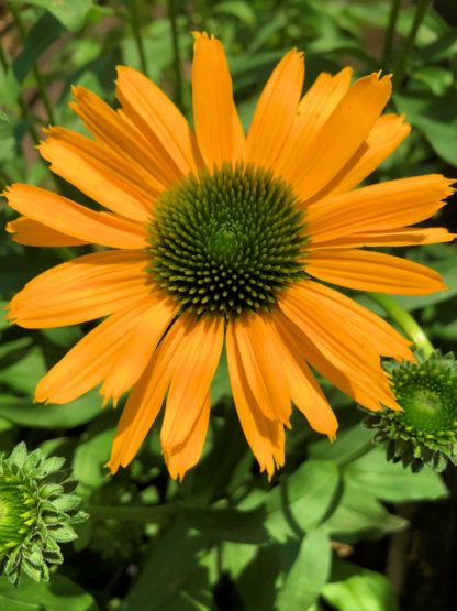 Close-up of yellow coneflower with green center