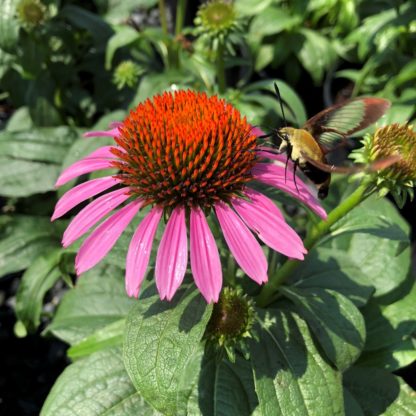 Close-up of pink coneflower with golden center and hummingbird moth