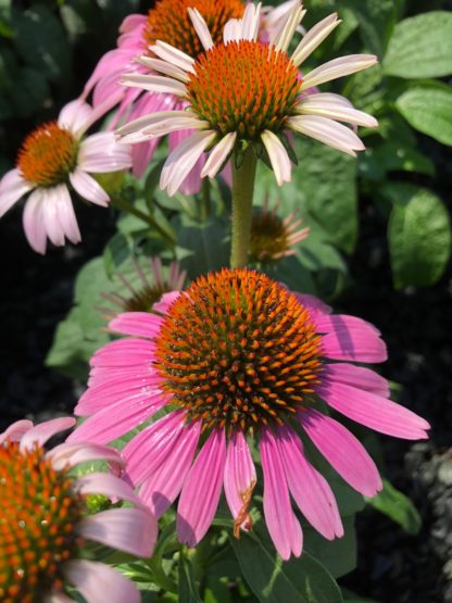 Close-up of pink coneflowers with golden centers