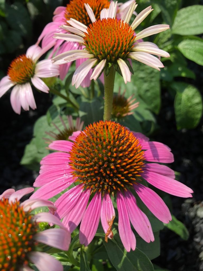 Buy Coneflower Plants Echinacea Stadler Nurseries