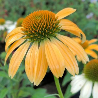 Close-up of soft yellow-orange coneflower with golden center