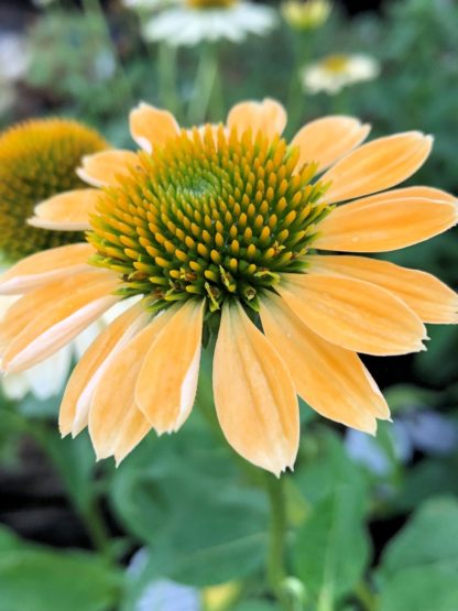 Close-up of soft orange-yellow coneflower with golden center