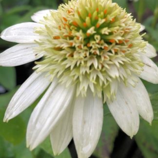 Close-up of white coneflower with greenish-white center