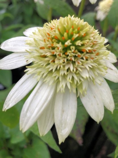 Close-up of white coneflower with greenish-white center