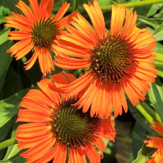 Close-up of orange coneflowers with golden centers