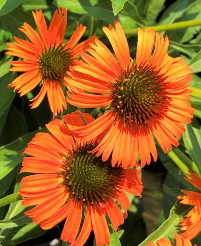 Close-up of orange coneflowers with golden centers